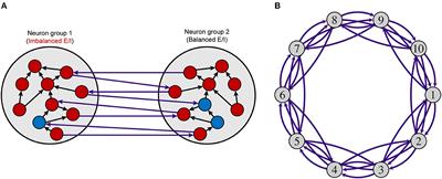 Spike timing-dependent plasticity under imbalanced excitation and inhibition reduces the complexity of neural activity